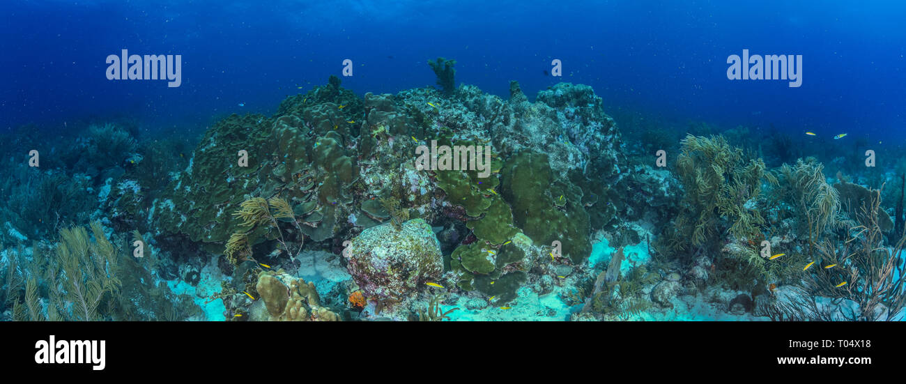 Paesaggio panoramico Coral Reef sottomarino Mar dei Caraibi a Los Roques Venezuela Foto Stock