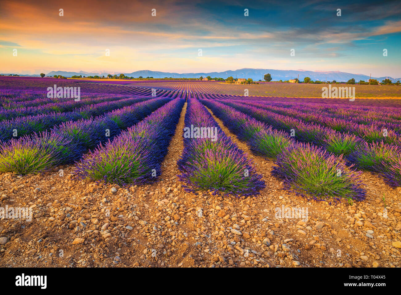 Maestoso tramonto colorato e violetta campi di lavanda vicino al villaggio di Valensole, regione della Provenza, Francia, Europa Foto Stock
