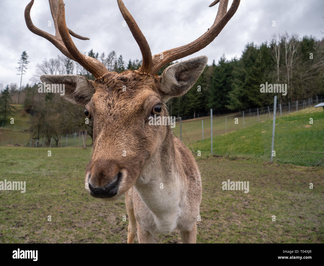 Un Daino Buck con corna nel contenitore in una fattoria o allevatore Foto Stock