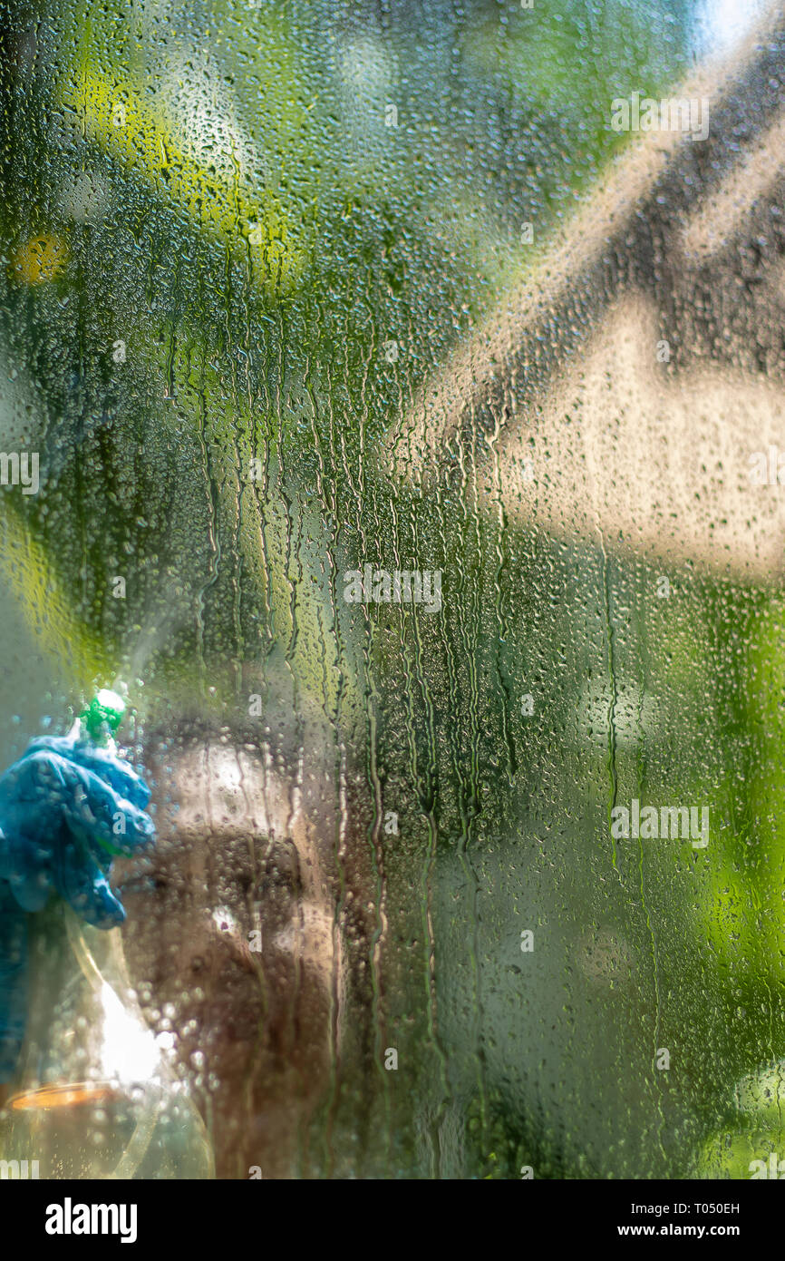 Femmina finestra di irrorazione di vetro con il detergente per la pulizia. Foto Stock