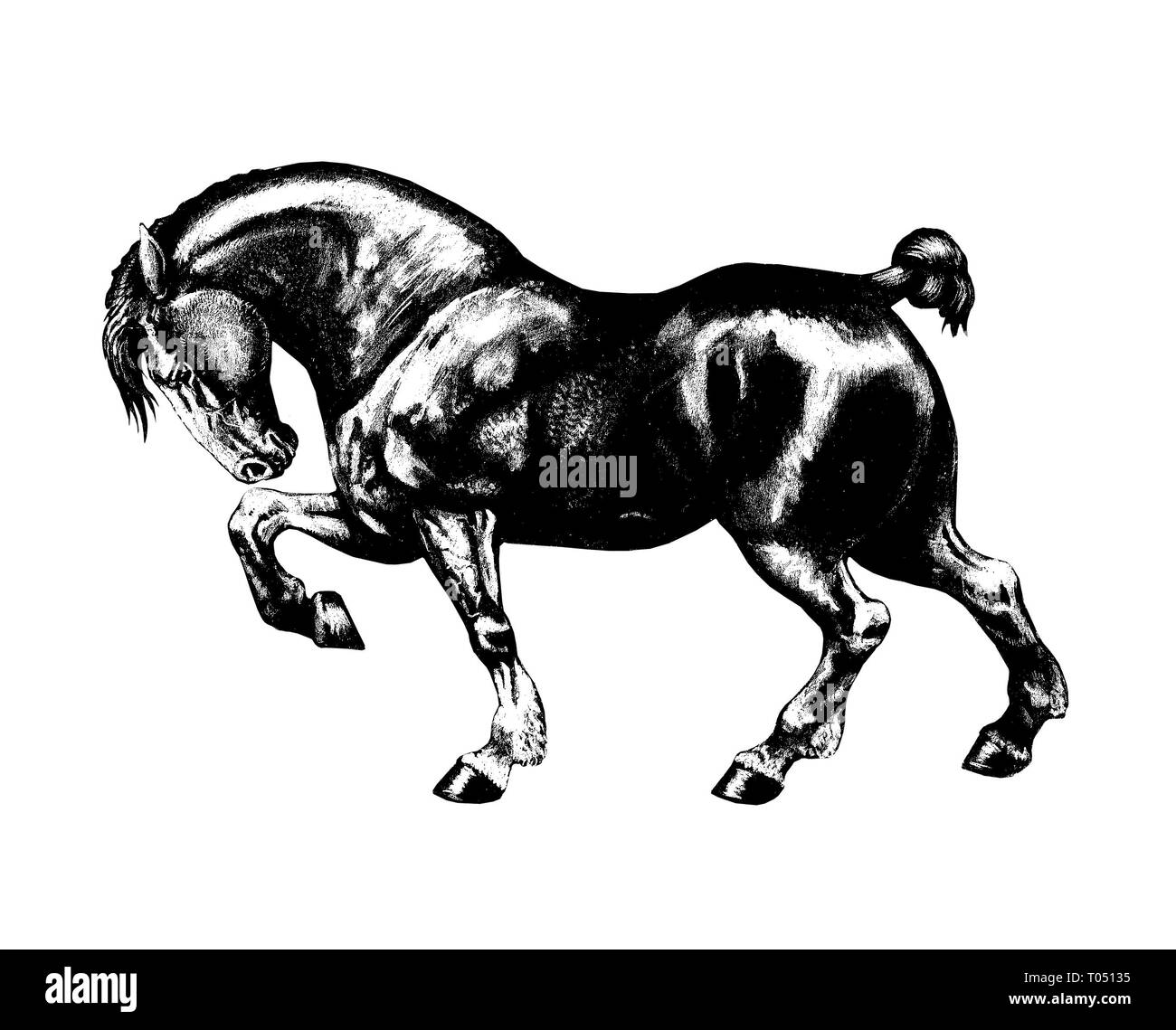 Progetto di illustrazione del cavallo. Cavallo forte disegno ritratto. Foto Stock