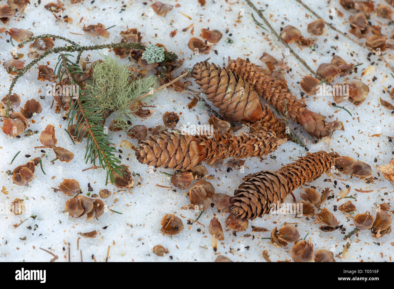 Coni Picea abies. Abete rosso, coni di pino, lichene. Neve. Stubaital. Alpi austriache. Europa. Foto Stock