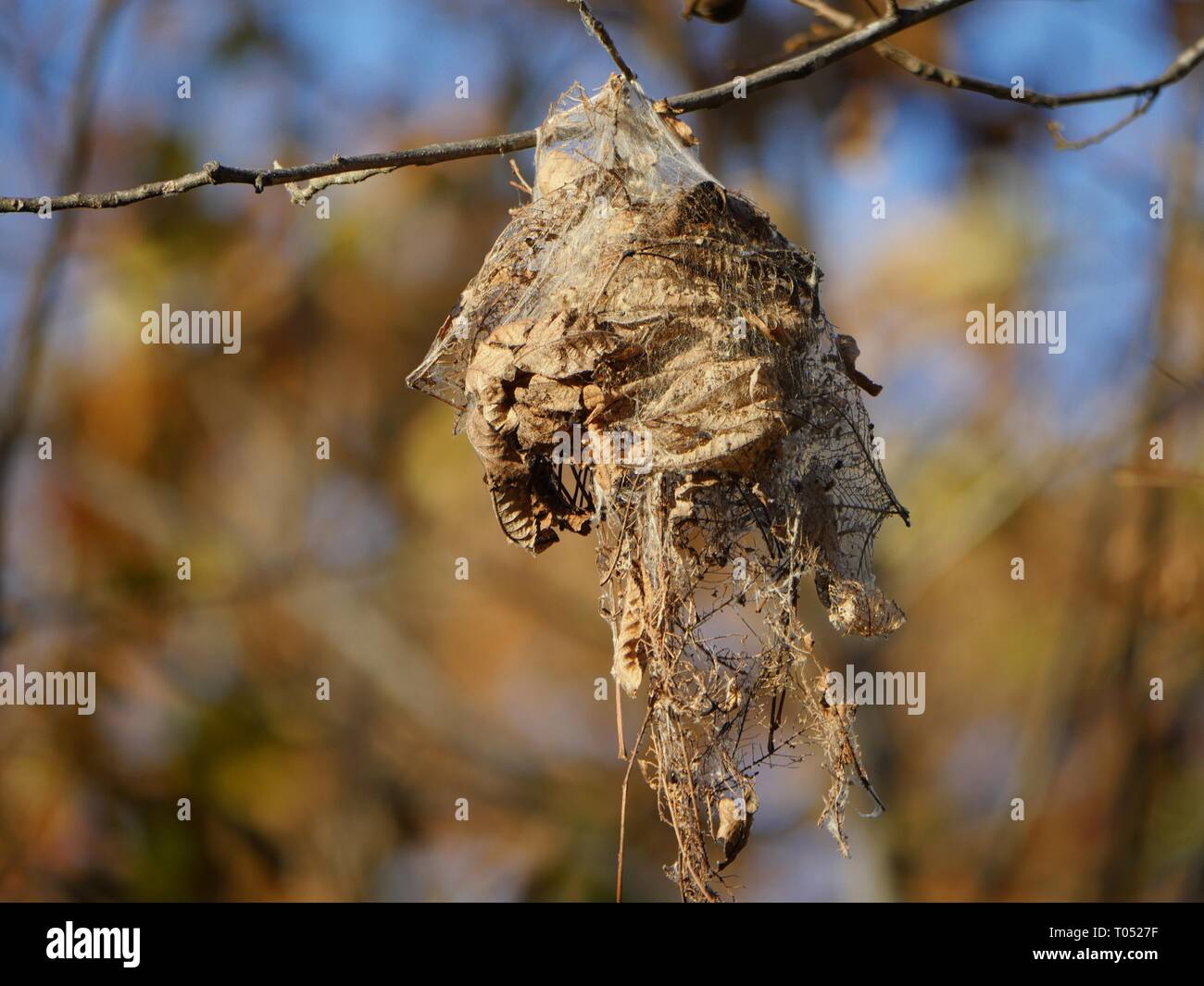 Ripresa in grandangolo di foglie in una struttura ad albero in cui i livelli di foglia di attacco o webformers avvolte le foglie con fili di seta come rifugio per se stessi durante il loro avanzamento. Foto Stock