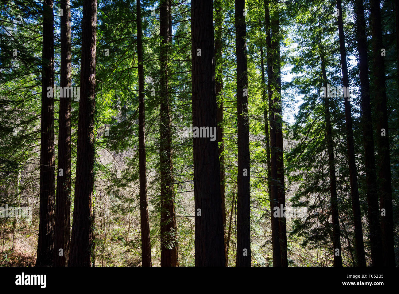 Spazio Naturale protetto. Sequoya (Sequoia sempervirens). Monumento Naturale di alberi di sequoia a Monte Cabezon. A Cabezon de la Sal, Cantabria. Spagna, Euro Foto Stock