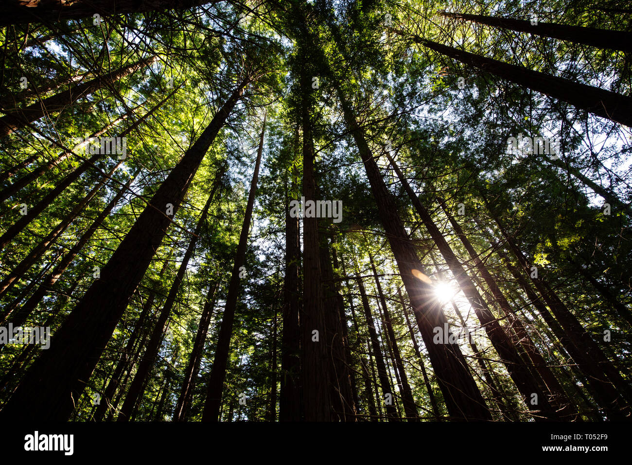 Spazio Naturale protetto. Sequoya (Sequoia sempervirens). Monumento Naturale di alberi di sequoia a Monte Cabezon. A Cabezon de la Sal, Cantabria. Spagna, Euro Foto Stock