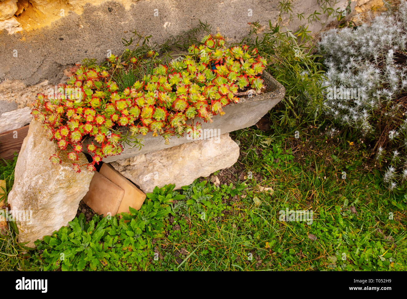 Fiori da Giardino a casa rurale. Gers, Midi-Pirenei, Francia. Europa Foto Stock