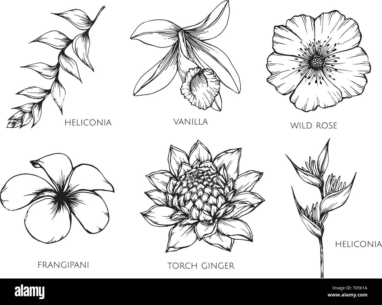 Insieme di raccolta del disegno floreale illustrazione. Per pattern, logo, template, banner, poster, invito e biglietto di auguri design. Illustrazione Vettoriale