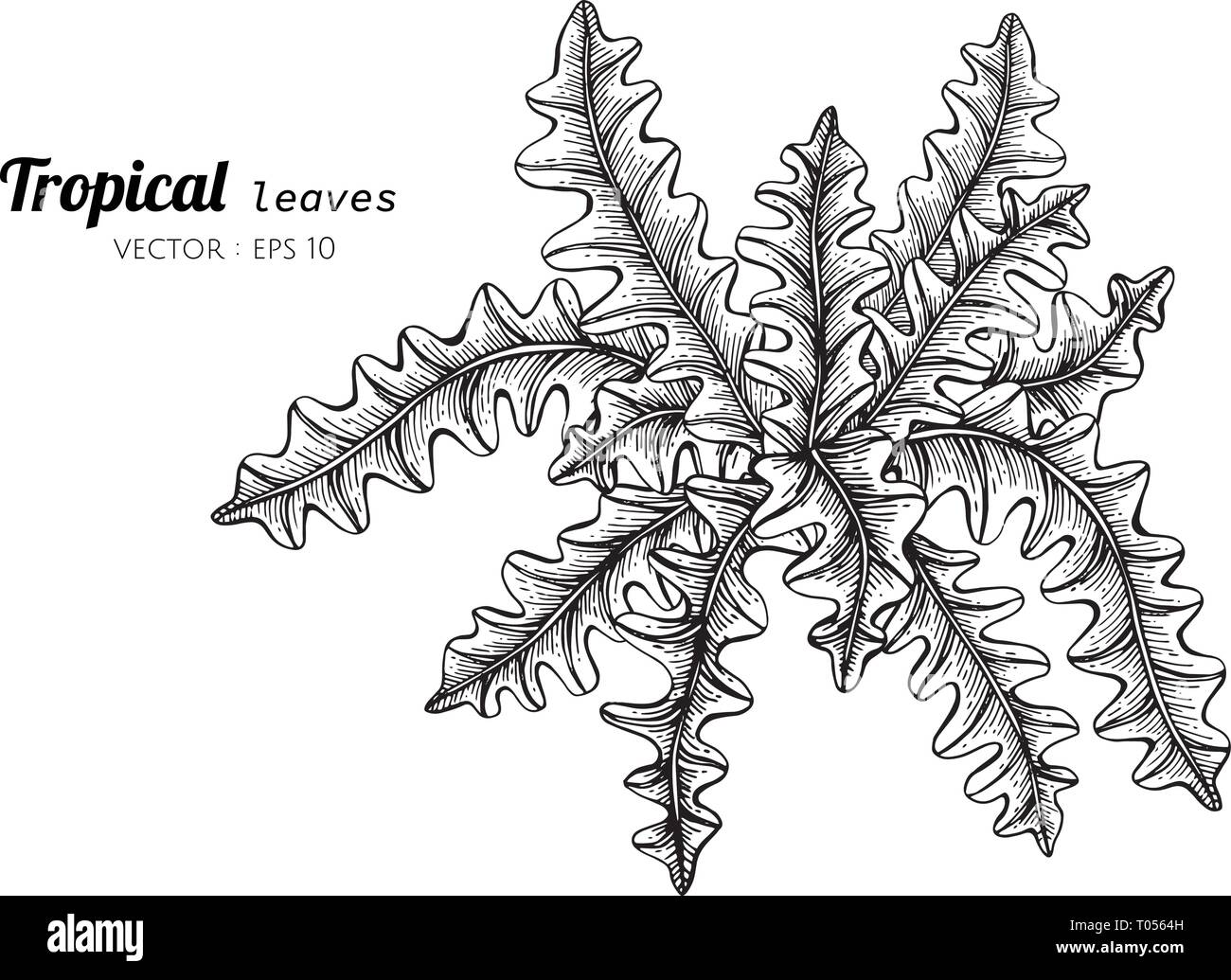 Foglie tropicali disegno illustrativo. Per pattern, logo, template, banner, poster, invito e biglietto di auguri design. Illustrazione Vettoriale