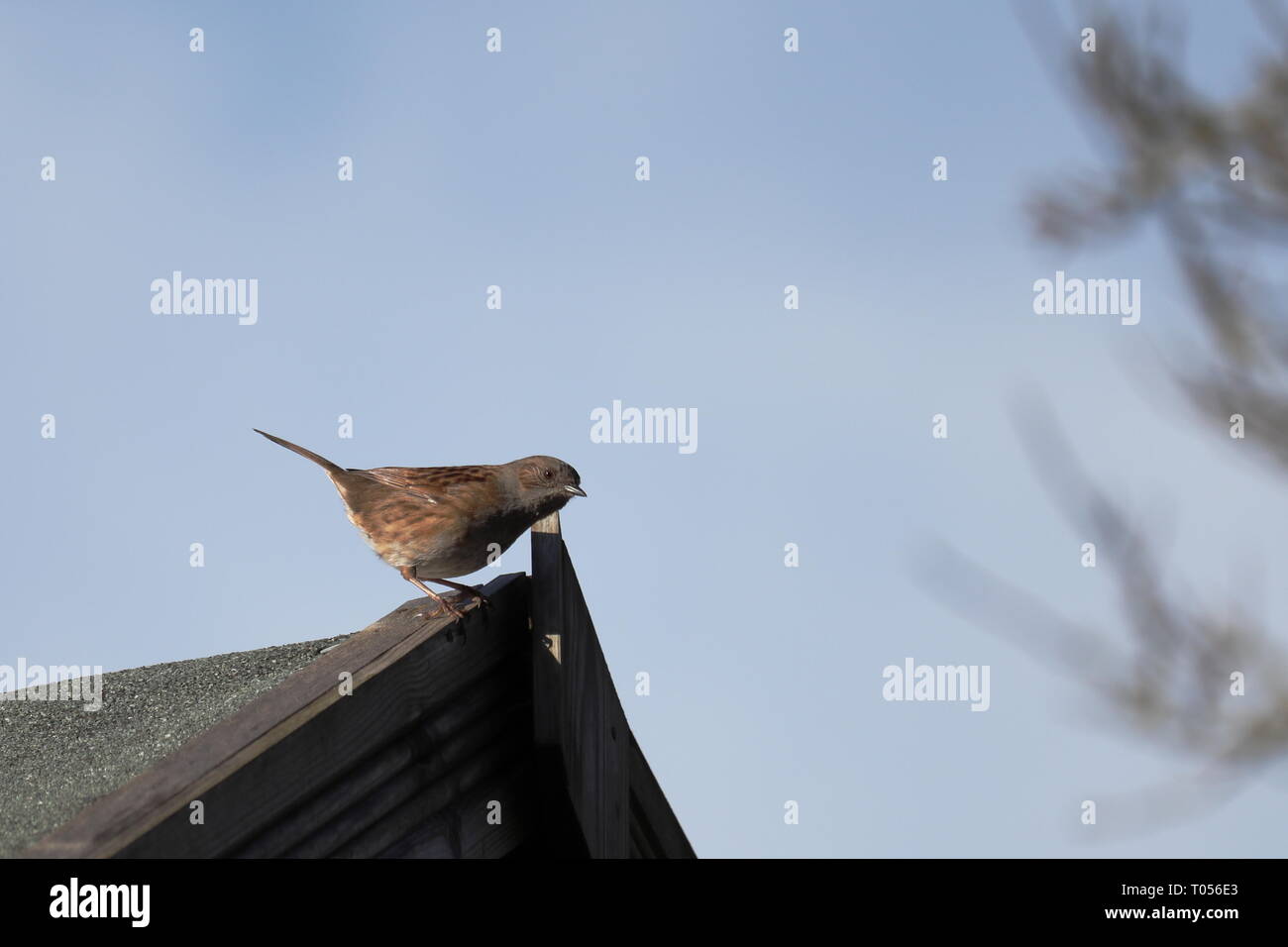 Hedge Sparrow o Dunnock Foto Stock