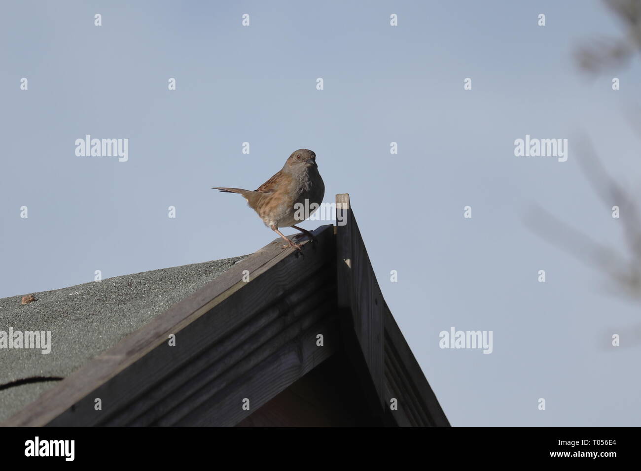 Hedge Sparrow o Dunnock Foto Stock