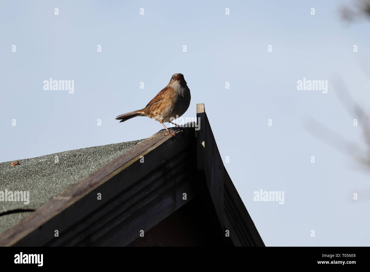 Hedge Sparrow o Dunnock Foto Stock
