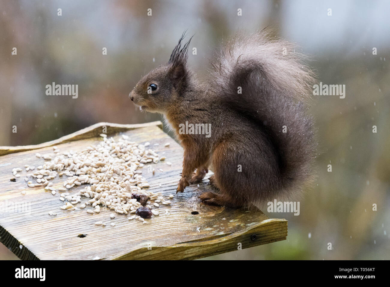 Scoiattolo rosso - Sciurus vulgaris - Nero-rosso o nero morph - Scozia, Regno Unito Foto Stock
