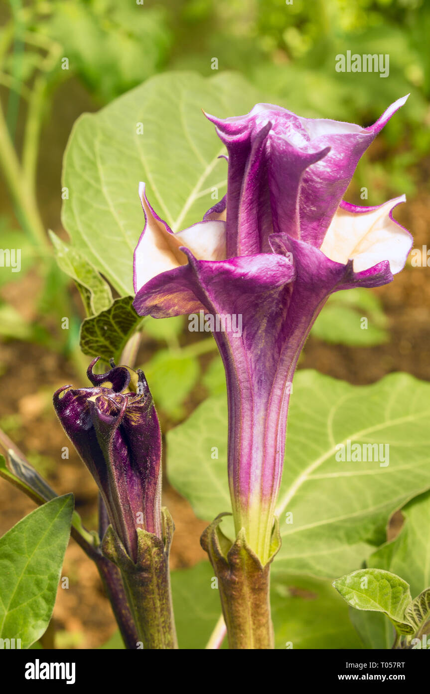 Viola 'Devil's tromba' Fiore (o peluria Thorn Apple, Indù, Datura corno dell'Abbondanza). Nome latino è Datura Metel (Syn Datura Alba), nativo di India. Foto Stock