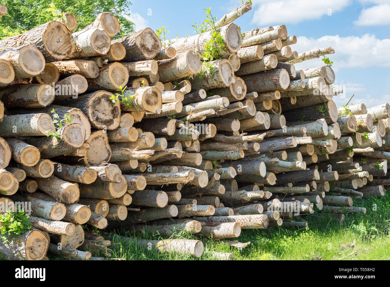 Alberi abbattuti giacciono sull'erba nel bosco, tagliando gli alberi Foto Stock