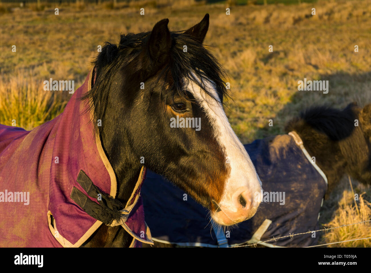 Un cavallo in un campo nei pressi di Scarfskerry, Caithness in Scozia, Regno Unito Foto Stock