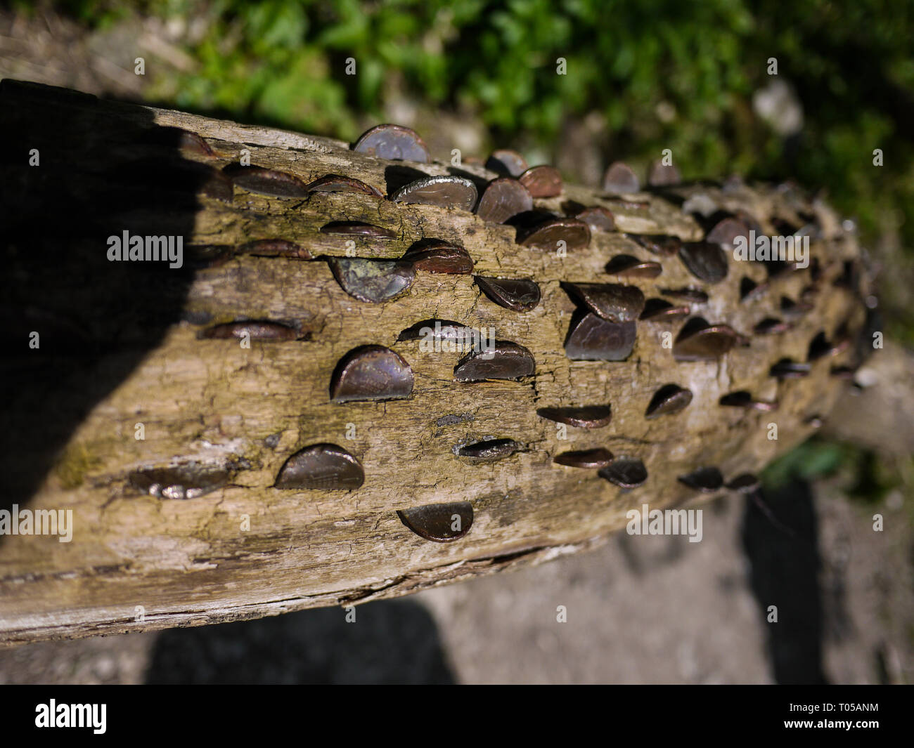 Wishing Tree / Penny log - Dovedale, Peak District, Derbyshire, England, Regno Unito Foto Stock