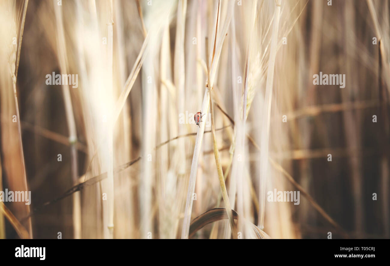Dolce coccinella su una spiga di grano Foto Stock