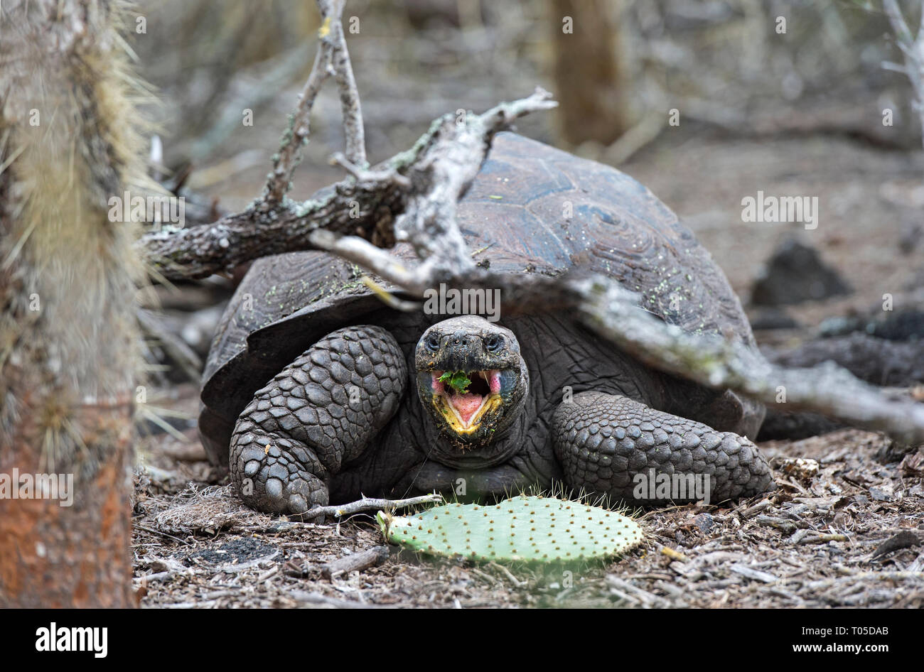 Galápagos tartaruga gigante (Chelonoidis nigra ssp), alimentazione su una Opuntia lasciare in situ, Isabela Island, Isole Galapagos, Ecuador Foto Stock