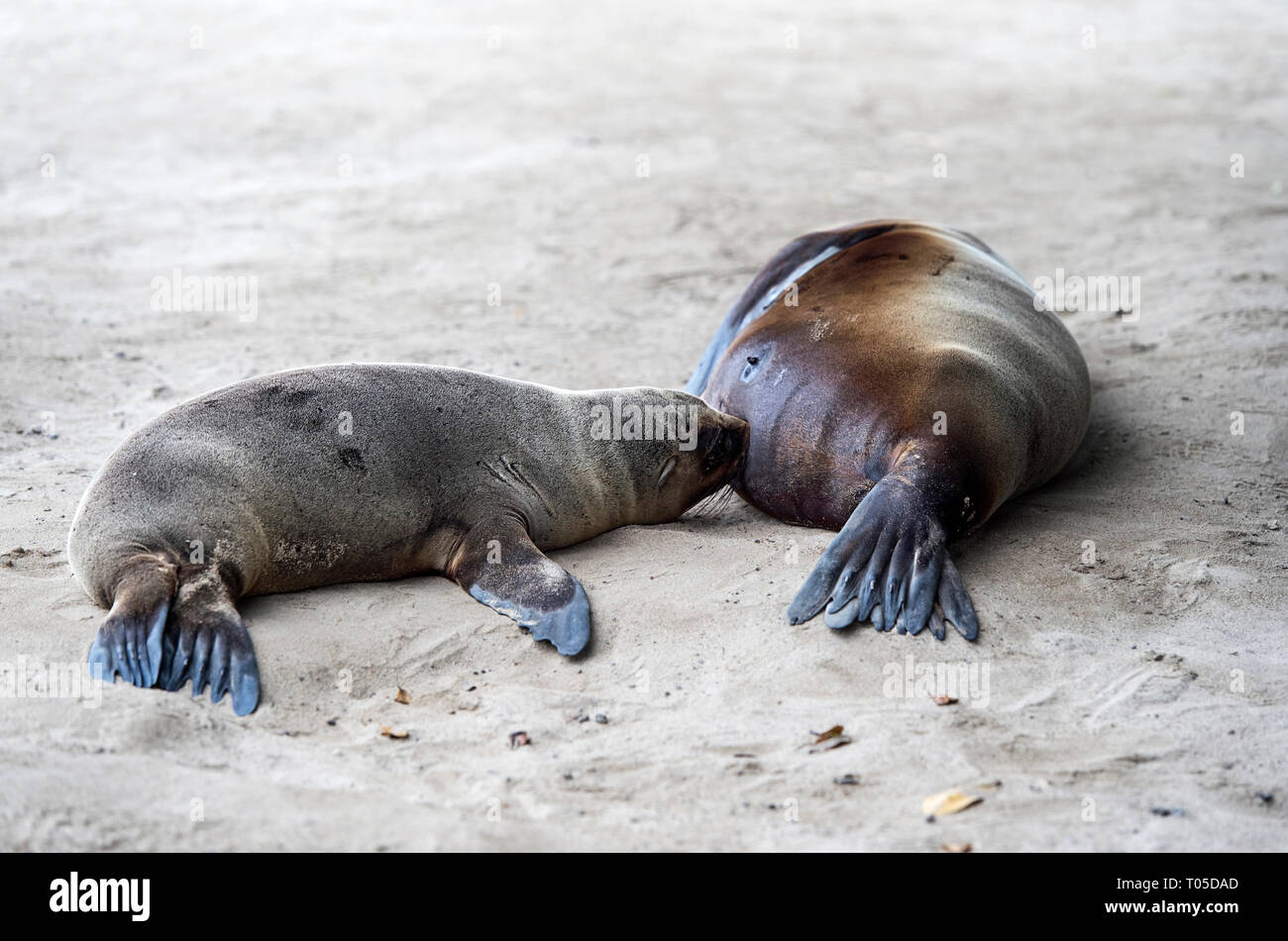 Il Pup delle Galapagos Sea Lion (Zalophus wollebaeki) allattamento, orecchio guarnizioni (Famiglia Otariidae), Isabela Island, Isole Galapagos, Ecuador Foto Stock