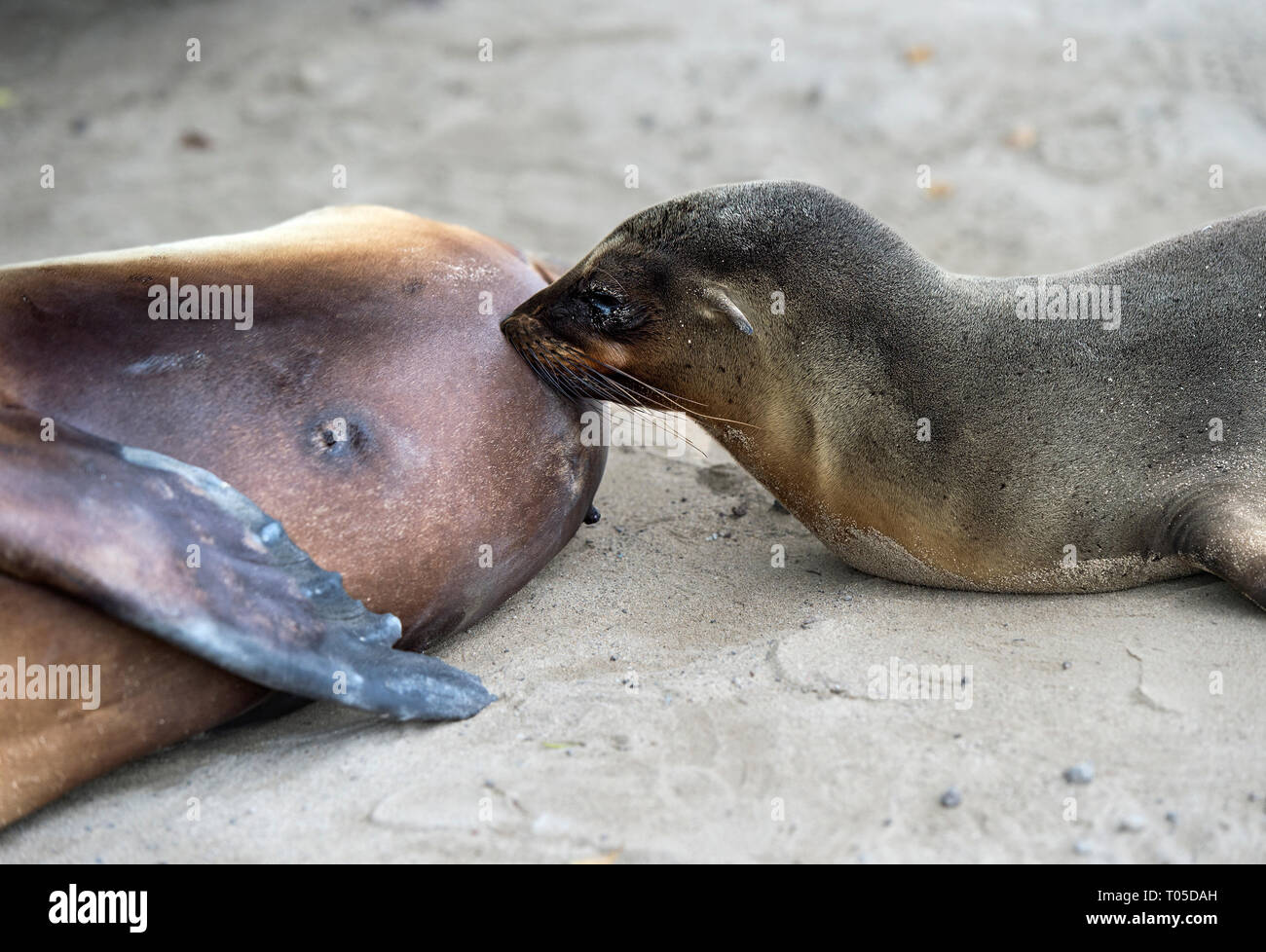 Il Pup delle Galapagos Sea Lion (Zalophus wollebaeki) allattamento, orecchio guarnizioni (Famiglia Otariidae), Isabela Island, Isole Galapagos, Ecuador Foto Stock