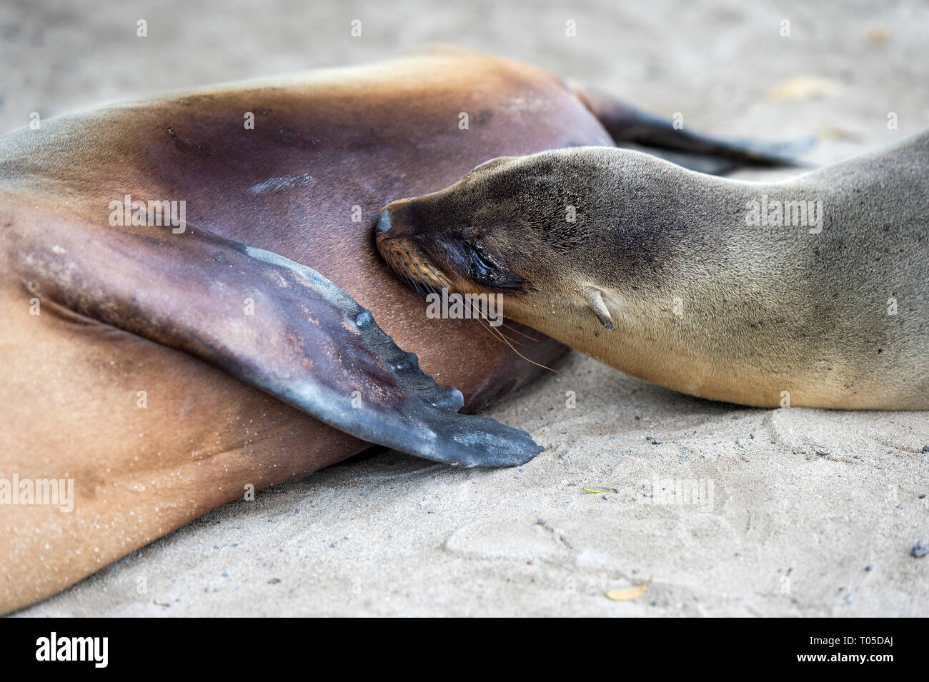 Il Pup delle Galapagos Sea Lion (Zalophus wollebaeki) allattamento, orecchio guarnizioni (Famiglia Otariidae), Isabela Island, Isole Galapagos, Ecuador Foto Stock