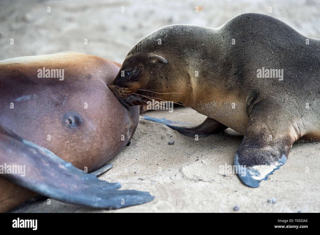 Il Pup delle Galapagos Sea Lion (Zalophus wollebaeki) allattamento, orecchio guarnizioni (Famiglia Otariidae), Isabela Island, Isole Galapagos, Ecuador Foto Stock