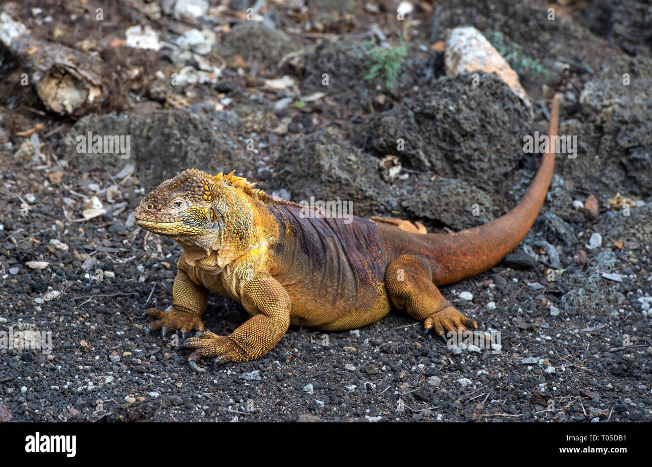 Terra Galapagos Iguana (Conolophus subcristatus), Isola di Santa Cruz, Isole Galapagos, Ecuador Foto Stock