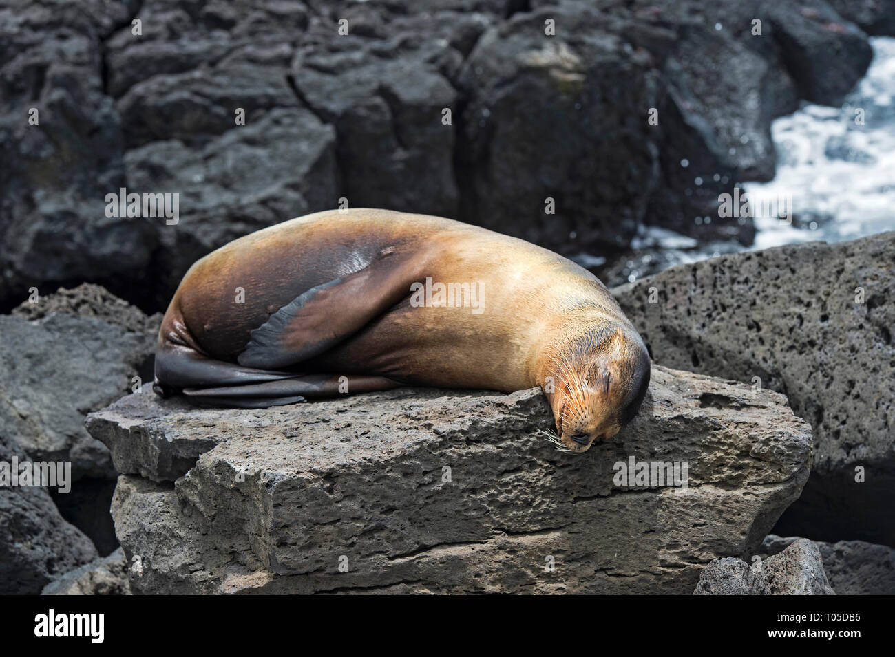 Le Galapagos Sea Lion (Zalophus wollebaeki), dormendo su rocce laviche, orecchio guarnizioni (Famiglia Otariidae), isola Floreana, Isole Galapagos, Ecuador Foto Stock