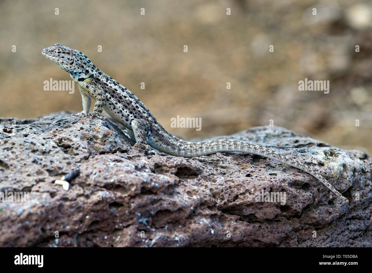 Maschio, la Lucertola di lava ( (Microlophus grayii), isola Floreana, Isole Galapagos, Ecuador Foto Stock