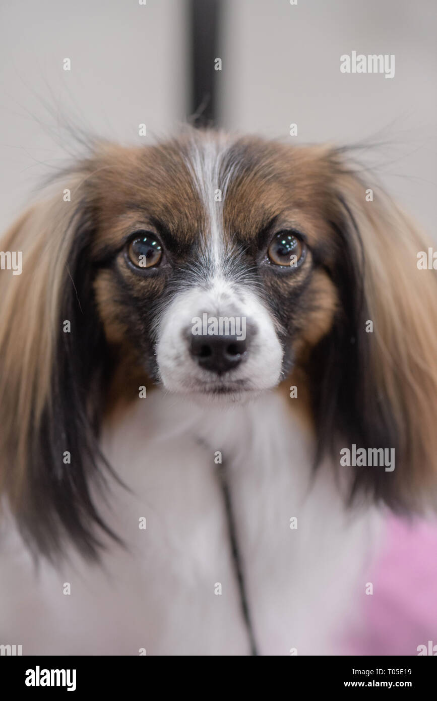 Cane in un Kennel Club show Foto Stock