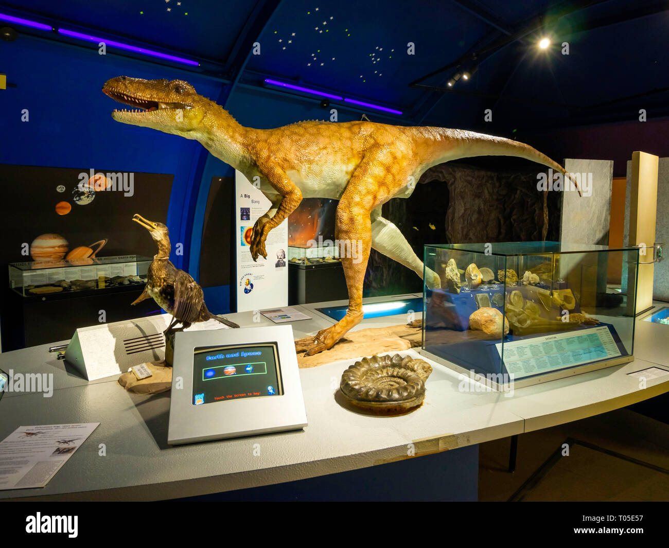 Dorman Museum Middlesbrough Visualizza circa preistoria della zona con la vita il modello di dimensioni di un primo Cretaceo dinosauro Eotyrannus Legi o alba tiranno Foto Stock