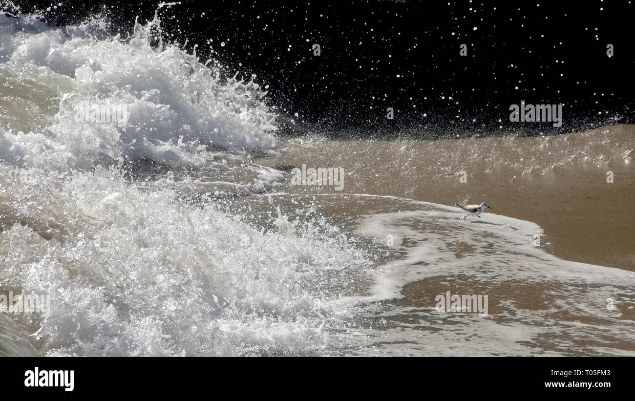 Tiny sandpiper cercando di arrivare lontano dall'onda gigante di schiantarsi a. Foto Stock