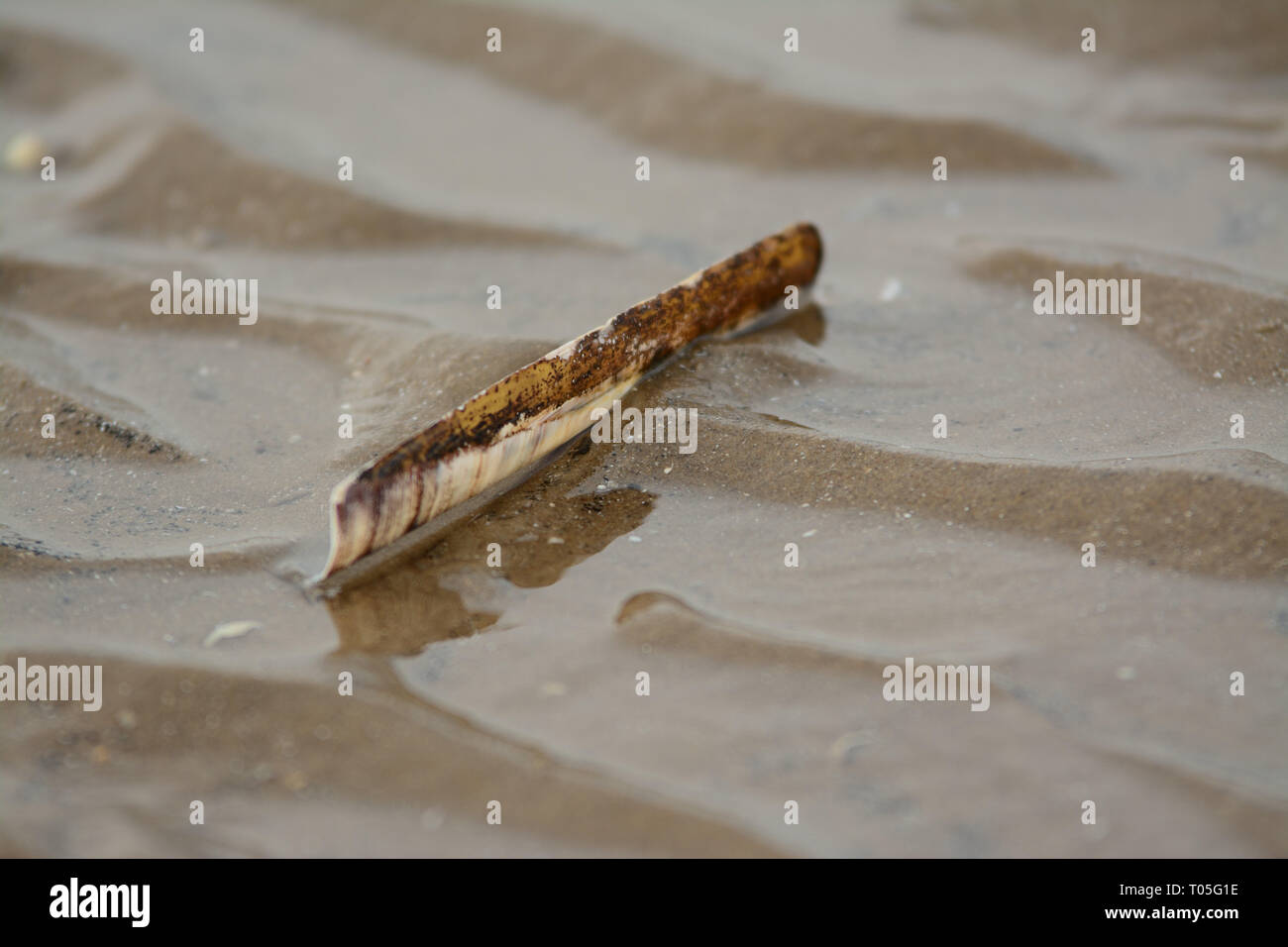 Razor shell su un umido di spiaggia sabbiosa. Il guscio di rasoio vive sotto la sabbia e con la sua potente piede per scavare per una profondità sicura. Foto Stock