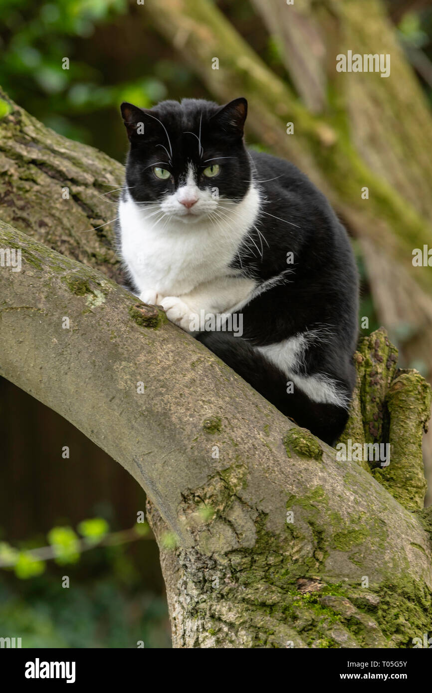 Un gatto domestico sat nei rami di un albero guardando avanti la caccia per la sua preda che mostra il lato di predatori dell'animale. Foto Stock