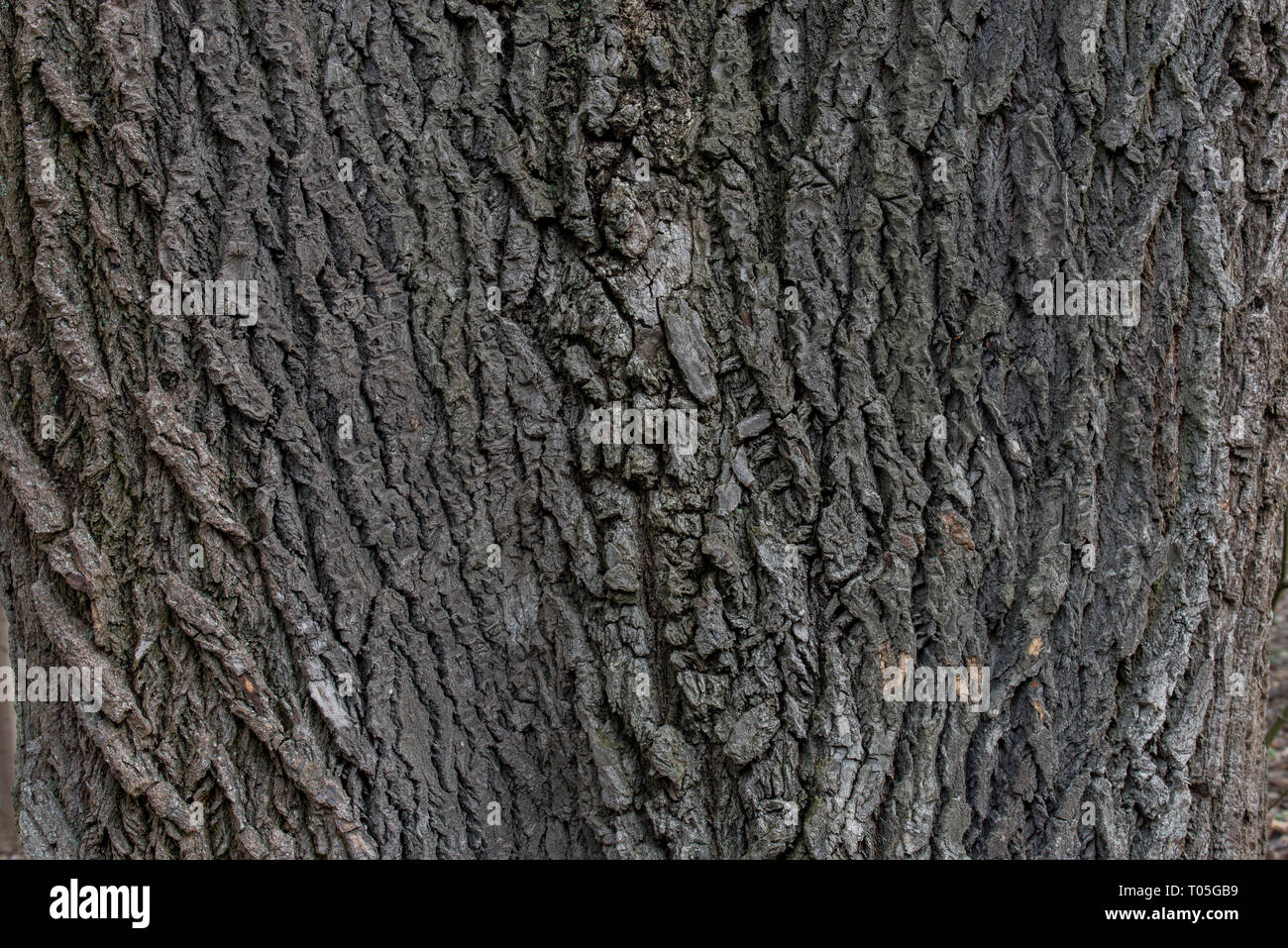 Vecchia corteccia Poplar Tree sfondo texture Foto Stock
