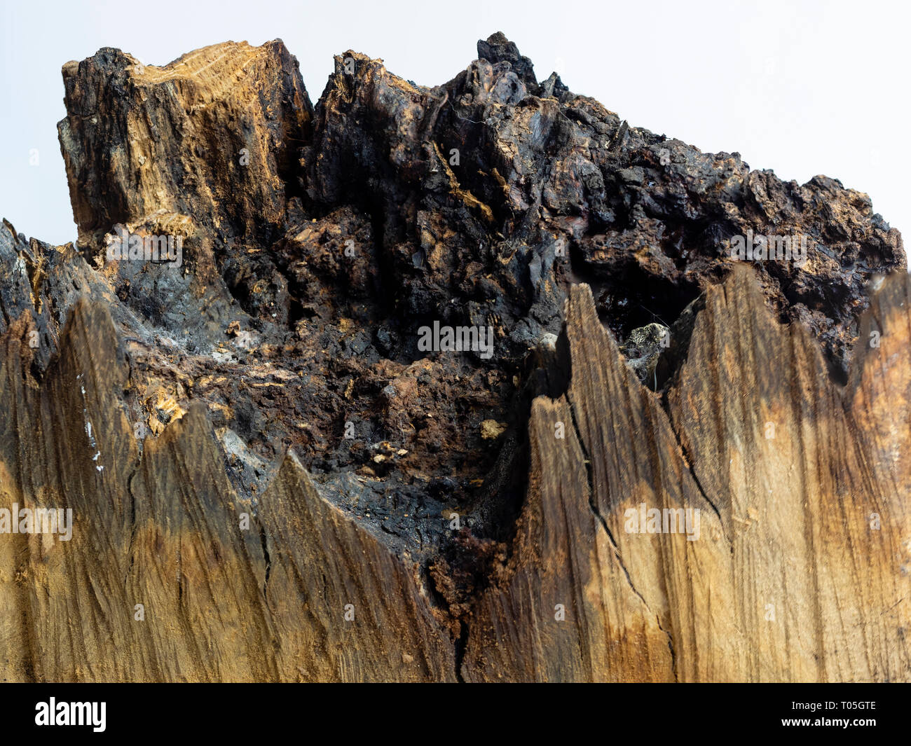 Annerita e corrosa interno di un inglese di quercia Quercus robur, log mostra ampia cuore rot Foto Stock