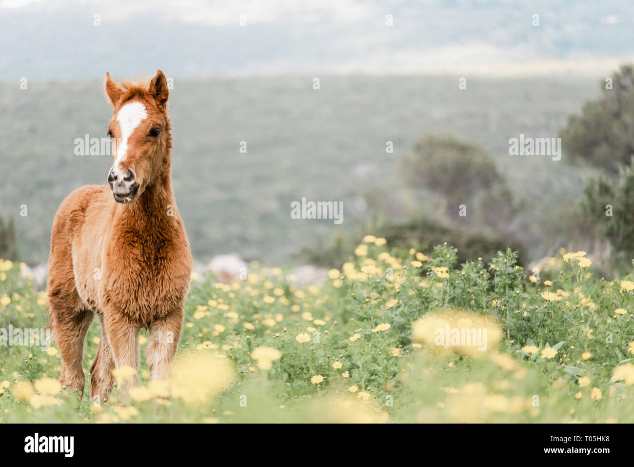 Giovane puledro in piedi in un campo in fiore di giallo fiori selvatici Foto Stock