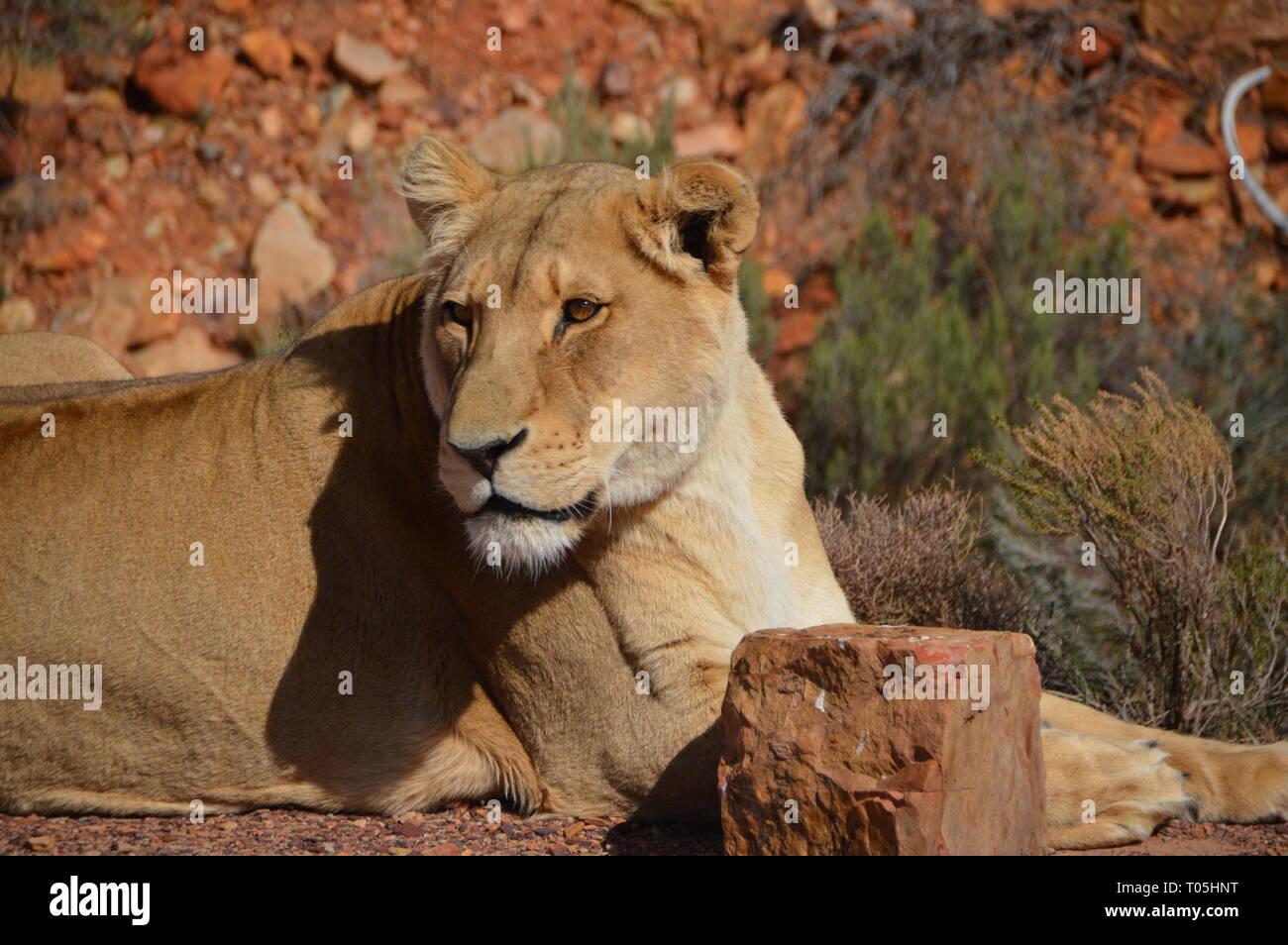 Big-Five-Safari in Südafrika - von Jana Reutin Foto Stock
