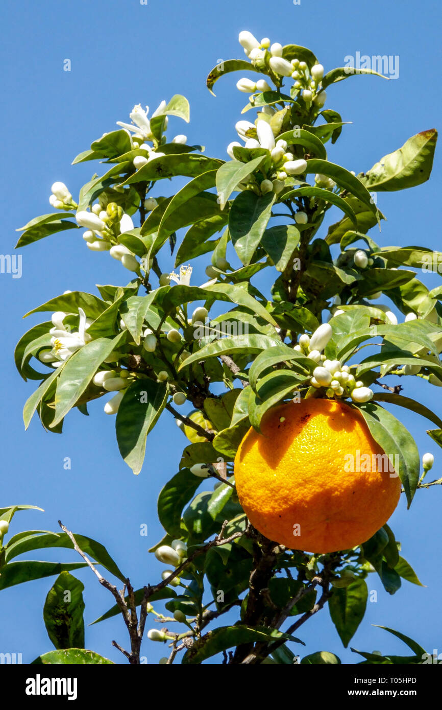 Spagna Arancio e frutta, fiori bianchi sui rami Valencia Arancio fiore Foto Stock