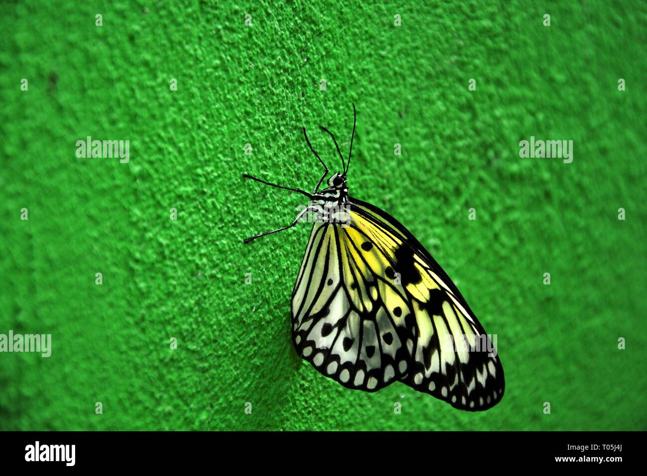 Butterfly su un muro verde Foto Stock