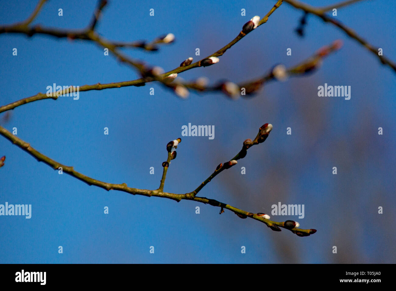 Il primo segno di vita dopo la stagione invernale su un albero giardino, in un giardino a Sawbridgeworth, contro un cielo blu chiaro. Foto Stock