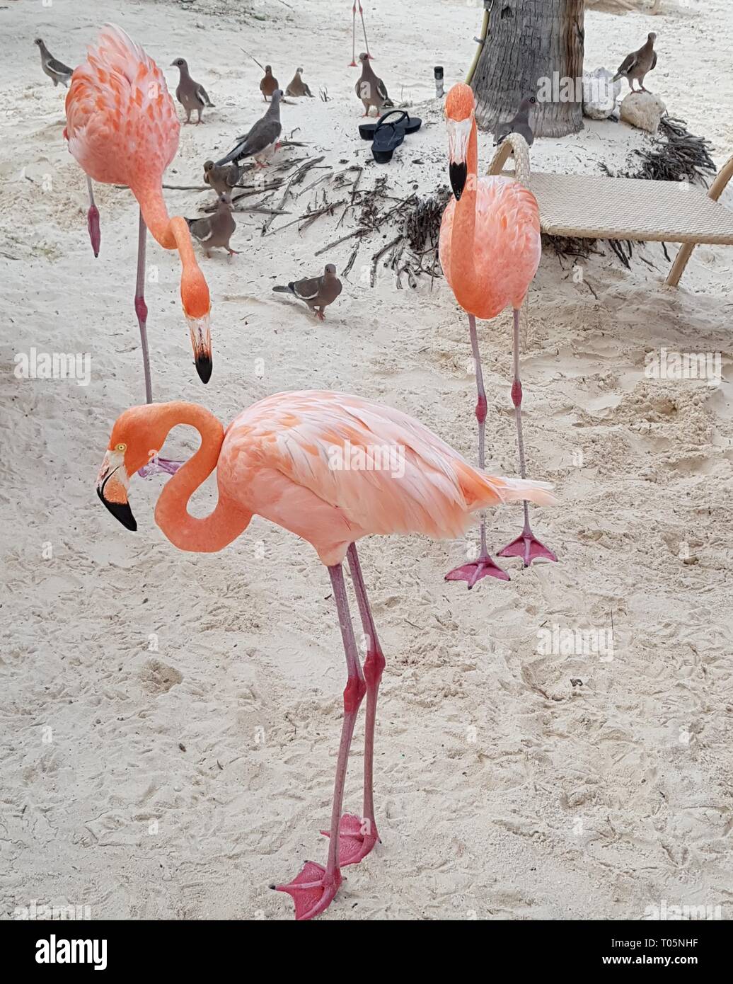 3 i bellissimi fenicotteri presso la spiaggia di Aruba Foto Stock