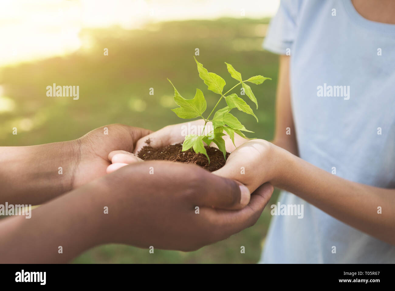 Due mani e nel prendersi cura dei giovani pianta verde Foto Stock