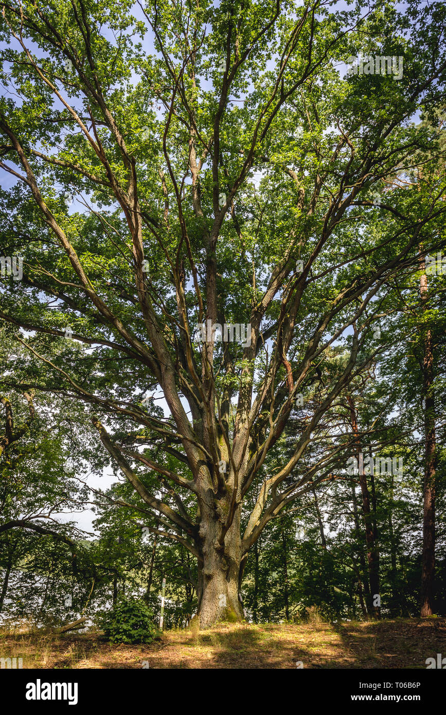 Grande quercia in Czerwica Riserva Naturale vicino villaggio Siemiany, Ilawa County, Polonia Foto Stock