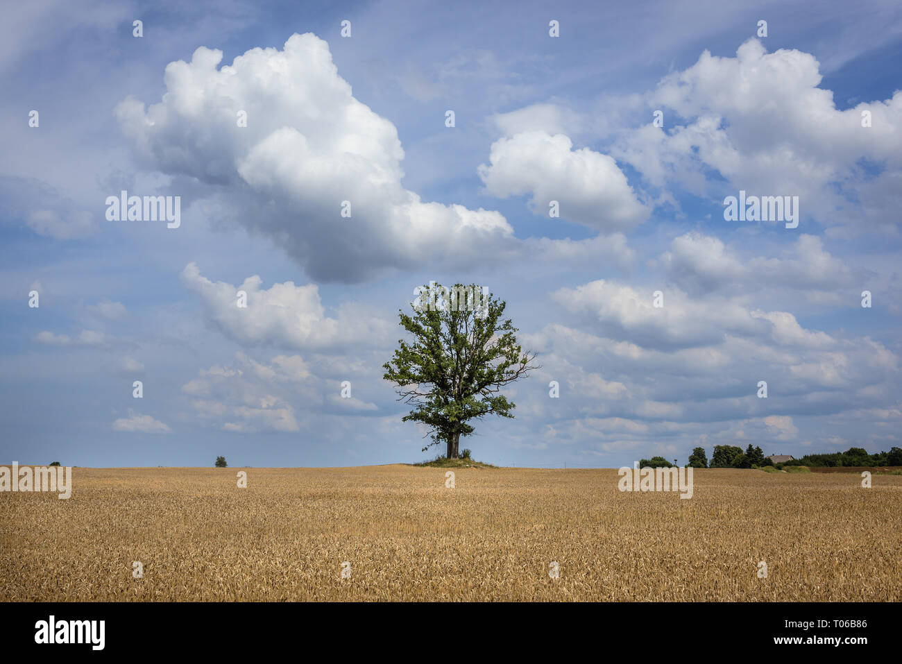 I campi di segala nella contea di Ilawa intorno al lago Jeziorak, Warmian Masurian voivodato di Polonia Foto Stock