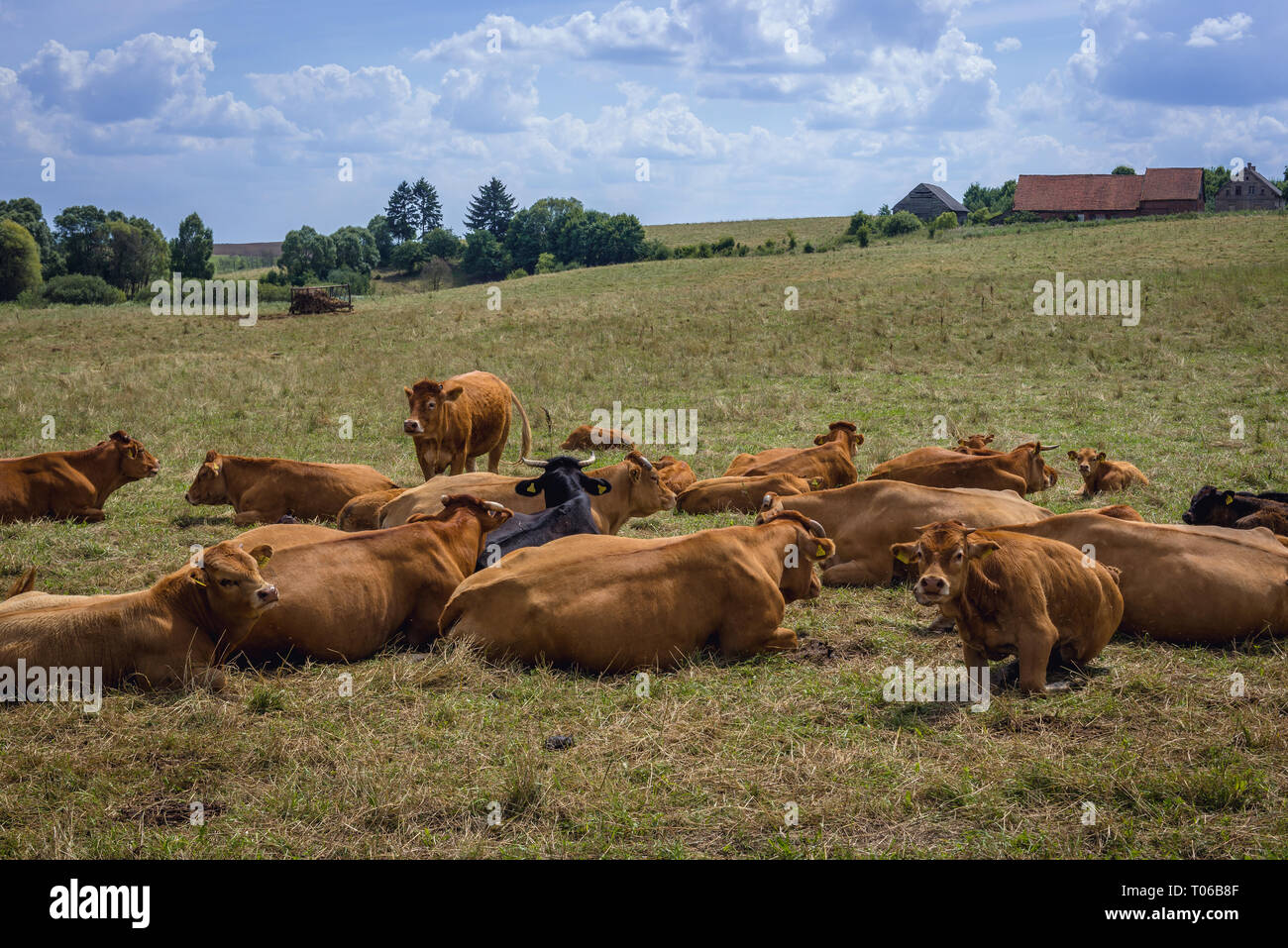 Vacche su un prato vicino a Ilawa town, Warmian Masurian voivodato di Polonia Foto Stock