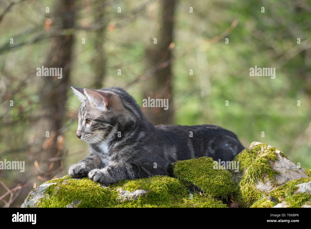 Un giovane gatto grigio giace su un muschio coperto Muro di pietra a secco che parte in avanti Foto Stock