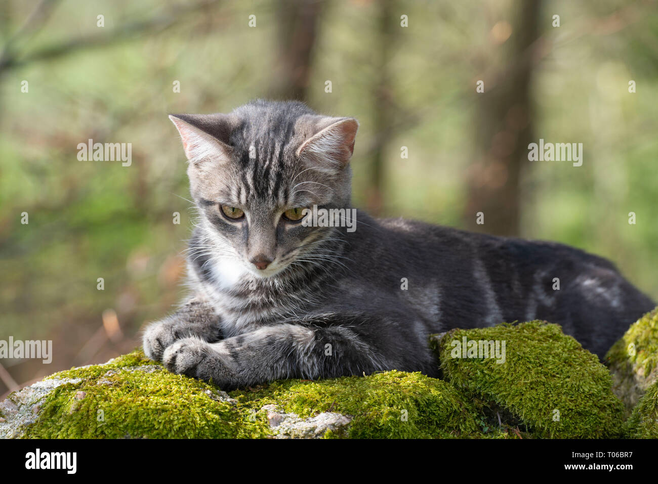 Un giovane gatto grigio Tabby reclining su un muschio coperto Muro di pietra e guardando verso il basso Foto Stock