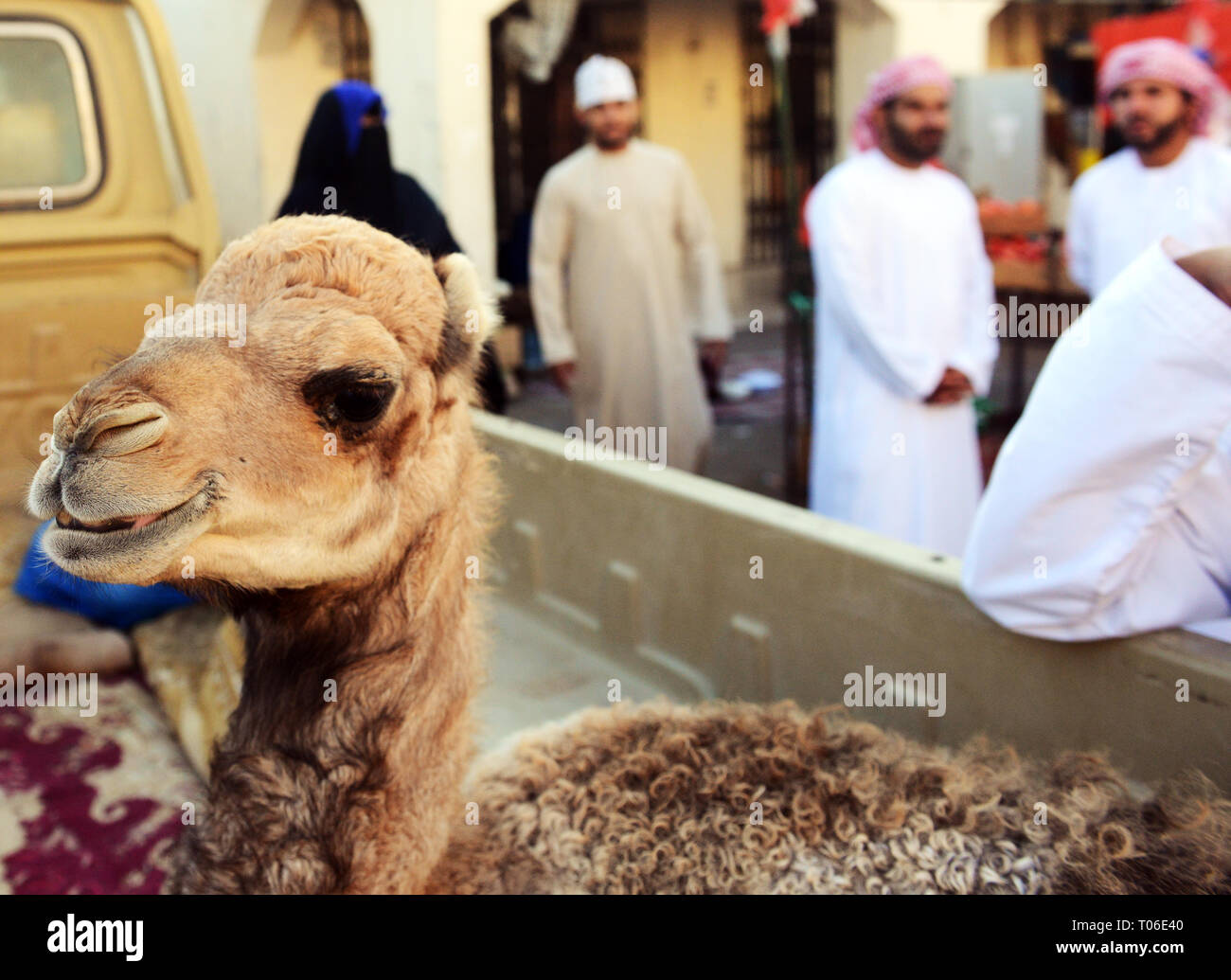 Un vitello di cammello al Sinaw mercato del bestiame in Oman. Foto Stock