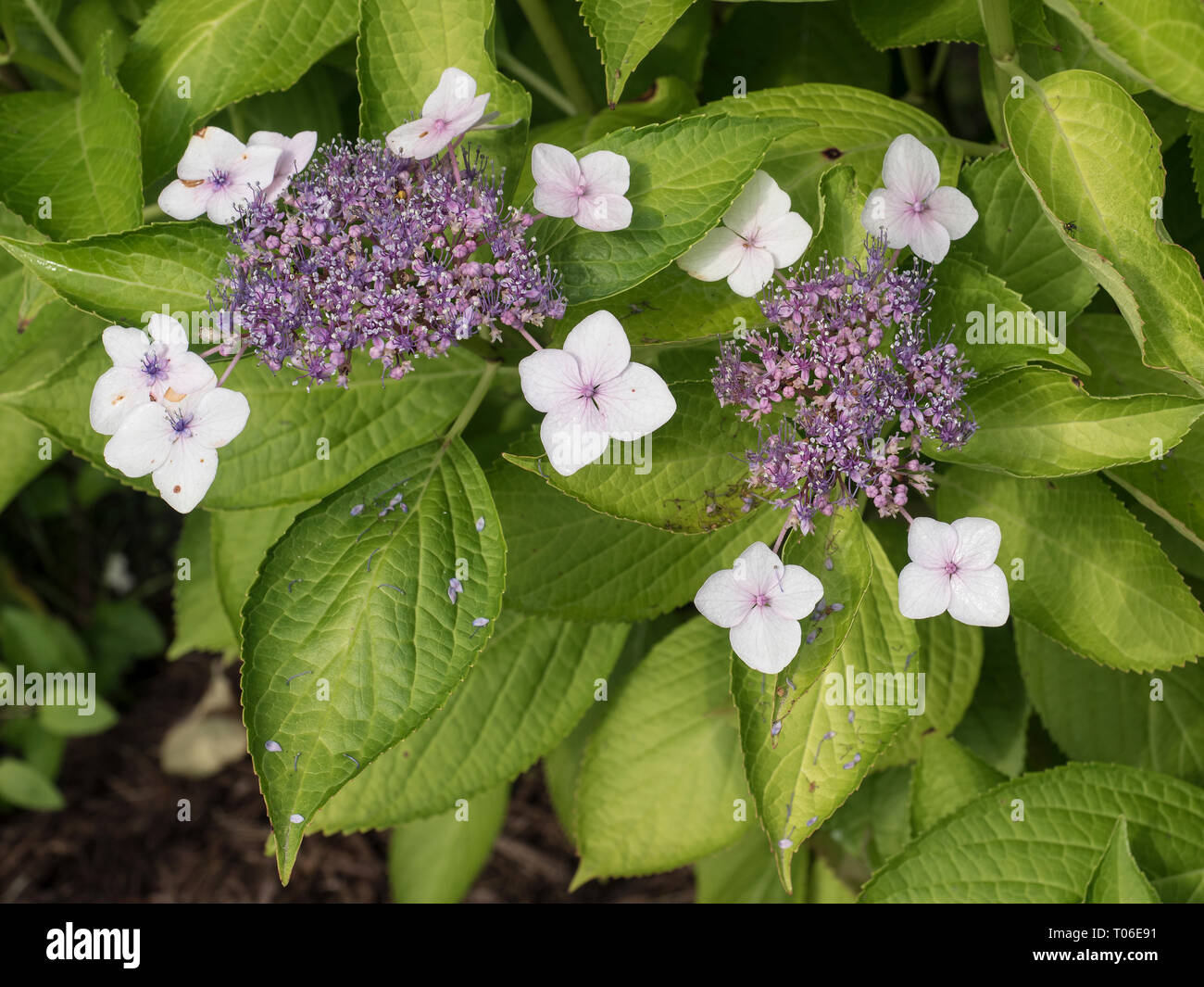 Fioritura di ortensie Lacecap crescendo in North Carolina garden Foto Stock